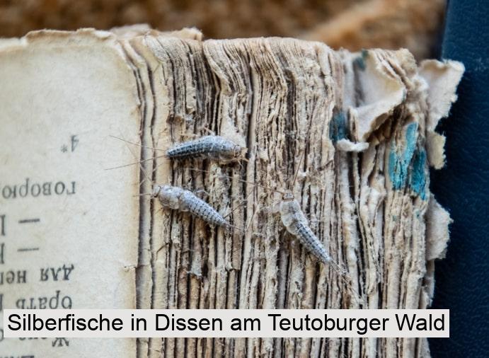 Silberfische in Dissen am Teutoburger Wald